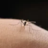 U ponedjeljak zaprašivanje komaraca