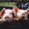 Veterinarska inspekcija upozorava – svinje i prasad starija od 45 dana moraju biti obilježeni ušnom markicom