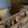 Primarno žarište afričke kuge bilo u Semberiji, za 9 mjeseci u RS eutanazirane 304 svinje
